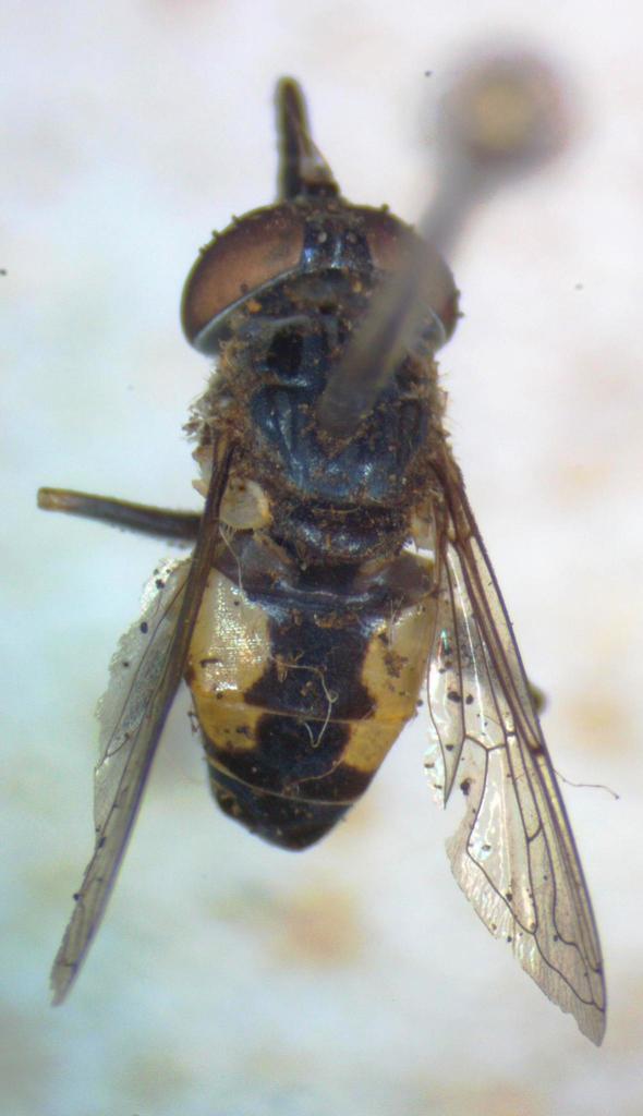 Lycastrirhyncha nitens