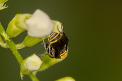 Brachygastra scutellaris