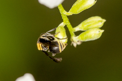 Brachygastra scutellaris