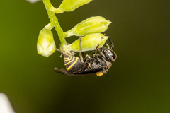 Brachygastra scutellaris
