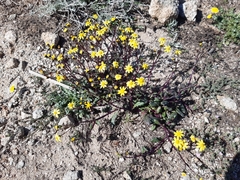 Senecio leucanthemifolius