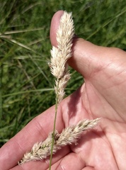 Poa arachnifera