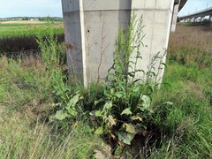Rumex cristatus