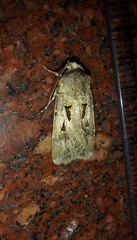 Agrotis spinifera