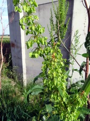 Rumex cristatus
