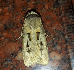 Agrotis spinifera