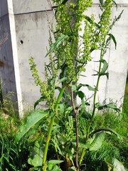 Rumex cristatus