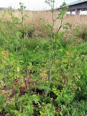 Conium maculatum