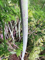 Conium maculatum