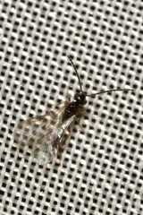 Aclista