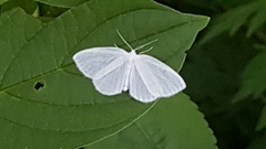 Lomographa vestaliata