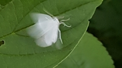 Lomographa vestaliata
