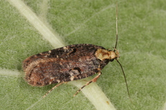 Agonopterix liturosa