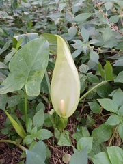 Arum italicum