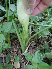 Arum italicum