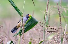 Saltator aurantiirostris