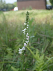 Spiranthes sinensis