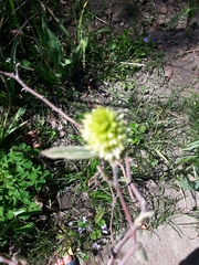 Fothergilla gardenii