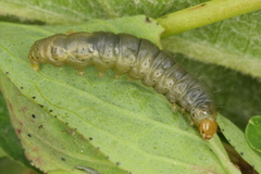 Agonopterix liturosa