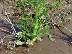 Ranunculus sceleratus