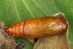 Agonopterix liturosa