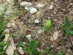 Micrommata virescens