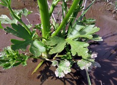 Ranunculus sceleratus