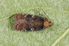Agonopterix liturosa
