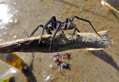 Araneomorphae