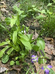Tradescantia ernestiana