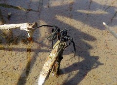 Araneomorphae