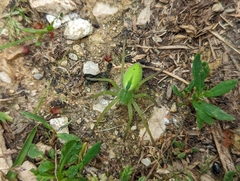 Micrommata virescens