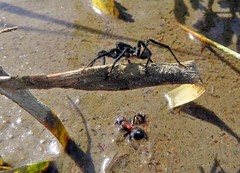 Araneomorphae