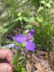 Tradescantia ernestiana
