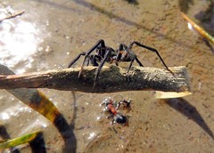 Araneomorphae