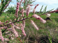 Tamarix gallica