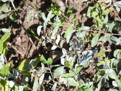 Erysiphe symphoricarpi