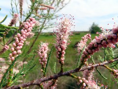 Tamarix gallica