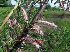 Tamarix gallica