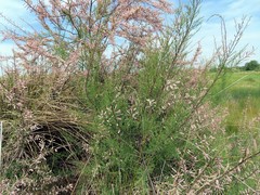 Tamarix gallica