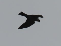 Ictinia mississippiensis