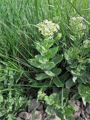 Lepidium draba
