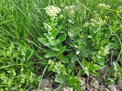 Lepidium draba