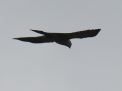 Ictinia mississippiensis