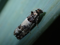Epinotia thapsiana