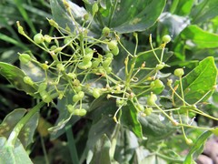Lepidium draba