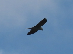 Ictinia mississippiensis