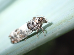 Epinotia thapsiana