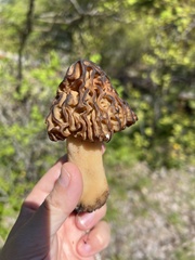 Morchella populiphila