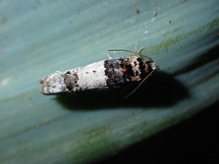 Epinotia thapsiana
